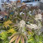 purple-punch-fem-barneys-farm.jpg