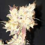 strawberry-og-cookies-r1-fem-ethos-genetics.jpg