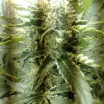 blue-kush-berry-paradise-seeds.jpg