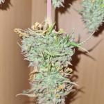 critical-kush-auto-critical-rapido-auto-fem-barneys-farm.jpg