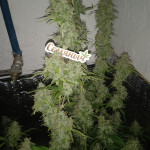 girl-scout-cookies-auto-fem-original-sensible-seeds.jpg