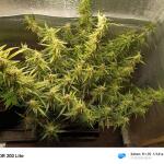 keepers-og-autoflower-fem-seedkeepers.jpg
