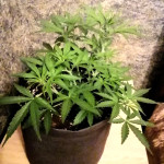 auto-do-si-dos-cookies-fem-00-seeds.jpg