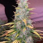 automaria-ii-fem-paradise-seeds.jpg