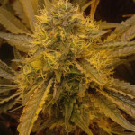 gorilla-glue-4-fem-original-sensible-seeds.jpg