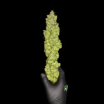 apple-strudel-auto-fem-fastbuds.jpg