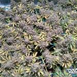 fruit-punch-fem-heavyweight-seeds.jpg