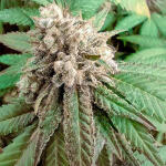 godzilla-original-glue-gg4-godzilla-glue-4-fem-herbies-seeds.jpg