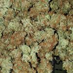 orange-sherbet-ff-fem-fastbuds.jpg