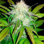 quarter-pounder-autoflower-fem-easy-grow-seeds.jpg
