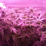 auto-ultra-power-plant-fem-victory-seeds.jpg