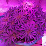 gorilla-glue-4-fem-anesia-seeds.jpg