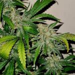 watermelon-zkittlez-fem-barneys-farm.jpg