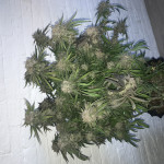 gorilla-dinafem-seeds.jpeg