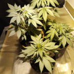 torpedo-fem-vip-seeds.jpg