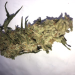strawberry-banana-auto-fem-fastbuds.jpg