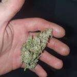 blueberry-cheese-auto-blue-cheese-auto-fem-barneys-farm.jpg