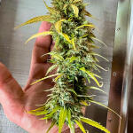 bruce-banner-autoflower-fem-seedkeepers.jpg