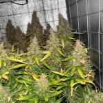whiskey-zulu-auto-fem-7ch-american.jpg