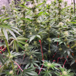 godzilla-original-glue-gg4-godzilla-glue-4-fem-herbies-seeds.jpg
