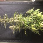 purple-punch-og-xl-auto-fem-sweet-seeds.jpg