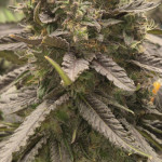 lemon-cherry-gelato-fem-barneys-farm.jpg