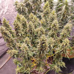 gorilla-cookies-ff-fem-fastbuds.jpg