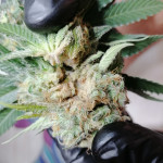 gorilla-fem-00-seeds.jpg