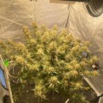 lemon-cherry-cookies-auto-fem-fastbuds.jpg