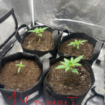 girl-scout-cookies-auto-fem-original-sensible-seeds.jpg