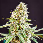 jealousy-kush-fem-seedkeepers.jpg