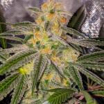 jealousy-kush-fem-seedkeepers.jpg