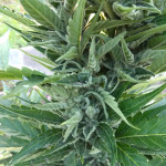 auto-anubis-pyramid-seeds.jpg