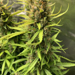 auto-orange-bud-dutch-passion.jpg