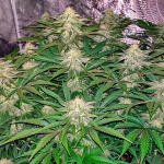 jack-herer-fem-seedkeepers.jpg