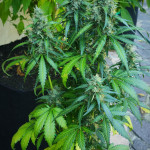papaya-zoap-auto-fem-sweet-seeds.jpg