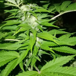 white-widow-fem-pyramid-seeds.jpg