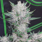 wedding-glue-auto-fem-fastbuds.jpg
