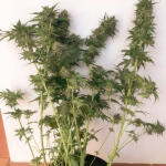 godzilla-original-glue-gg4-godzilla-glue-4-fem-herbies-seeds.jpg