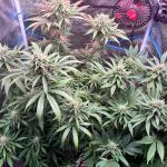 miracle-alien-cookies-mac-fem-7ch-american.jpg