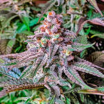 jack-herer-fem-seedkeepers.jpg