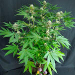grandmommy-purple-fem-herbies-seeds.jpg