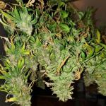 orange-sherbet-ff-fem-fastbuds.jpg