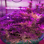 gorilla-glue-4-fem-anesia-seeds.jpg