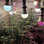 auto-afghan-mass-fem-00-seeds.jpg
