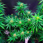 godzilla-original-glue-gg4-godzilla-glue-4-fem-herbies-seeds.jpg