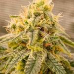 mimosa-x-orange-punch-fem-barneys-farm.jpg