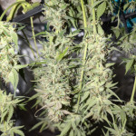 papaya-zoap-auto-fem-sweet-seeds.jpg