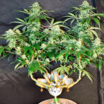 grandmommy-purple-fem-herbies-seeds.jpg