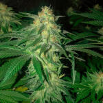 godzilla-original-glue-gg4-godzilla-glue-4-fem-herbies-seeds.jpg
